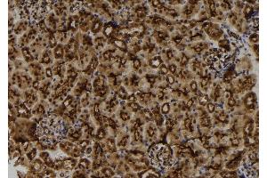 ABIN6273156 at 1/100 staining Mouse kidney tissue by IHC-P. (Mahogunin RING Finger Protein 1 Antikörper  (Internal Region))