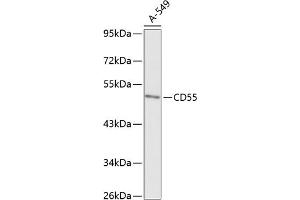Western blot analysis of extracts of A-549 cells, using CD55 antibody (ABIN6130080, ABIN6138206, ABIN6138207 and ABIN6218089) at 1:1000 dilution. (CD55 Antikörper  (AA 40-300))