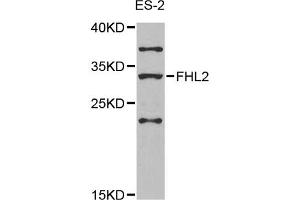 Western blot analysis of extracts of ES-2 cells, using FHL2 antibody (ABIN5975345) at 1/1000 dilution.