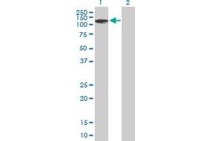Western Blot analysis of ZNF526 expression in transfected 293T cell line by ZNF526 MaxPab polyclonal antibody. (ZNF526 Antikörper  (AA 1-670))