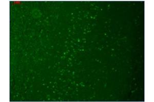 Immunofluorescence (IF) image for anti-Transient Receptor Potential Cation Channel, Subfamily M, Member 7 (TRPM7) (AA 1817-1863), (C-Term) antibody (ABIN452417) (TRPM7 Antikörper  (C-Term))