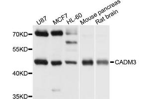 Western blot analysis of extract of various cells, using CADM3 antibody. (CADM3 Antikörper)
