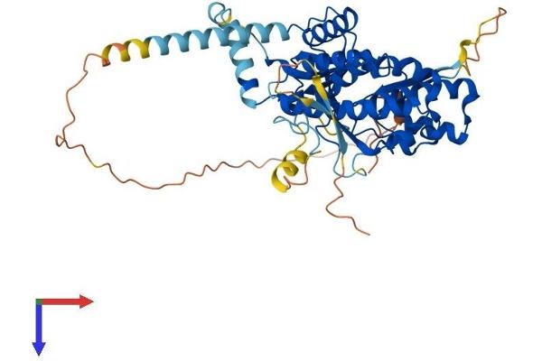 PI4K2A Protein (AA 1-479) (His tag)