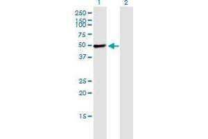 Western Blot analysis of PIK3R1 expression in transfected 293T cell line by PIK3R1 monoclonal antibody (M02), clone 1C10. (PIK3R1 Antikörper  (AA 1-454))