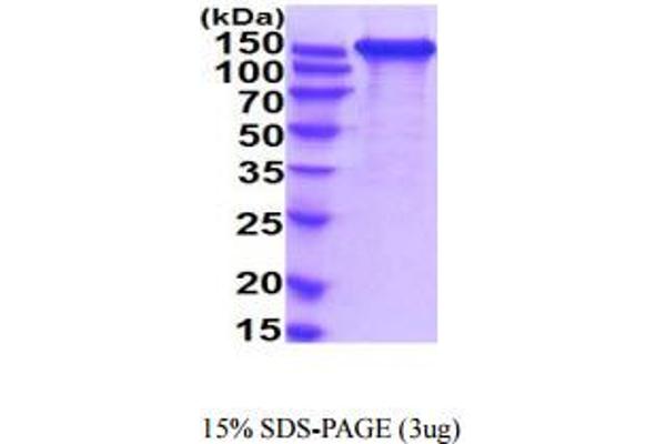 L1CAM Protein (AA 20-1115) (His tag)