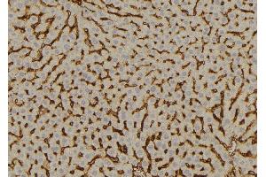 ABIN6277613 at 1/100 staining Mouse liver tissue by IHC-P. (SULT2A1 Antikörper  (C-Term))