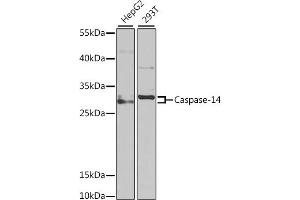 Western blot analysis of extracts of various cell lines, using Caspase-14 antibody (ABIN6131525, ABIN6137958, ABIN6137959 and ABIN6222205) at 1:1000 dilution. (CASP14 Antikörper  (AA 1-242))