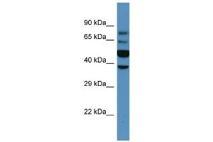 Western Blotting (WB) image for anti-Wingless-Type MMTV Integration Site Family, Member 6 (WNT6) (Middle Region) antibody (ABIN2782720)