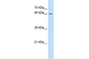 Western Blot showing UNCX antibody used at a concentration of 1.
