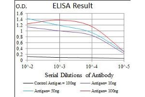 Image no. 4 for anti-Integrin beta 1 (ITGB1) antibody (ABIN1498893) (ITGB1 Antikörper)