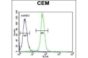 ARL8 Antibody (C-term) (ABIN655267 and ABIN2844860) flow cytometric analysis of CEM cells (right histogram) compared to a negative control cell (left histogram).