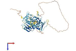 PTBP3 Protein (AA 1-523) (His tag)