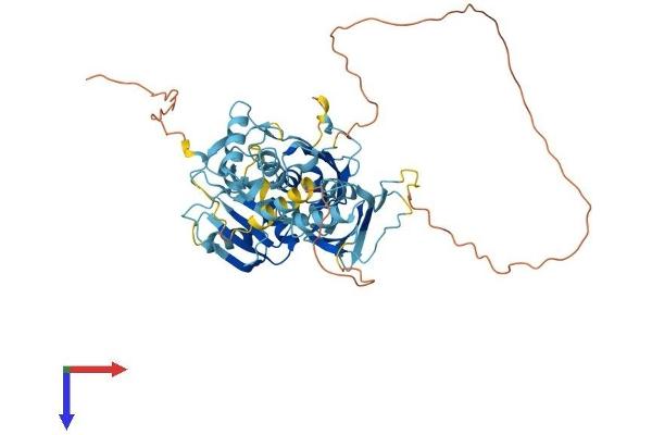 PTBP3 Protein (AA 1-523) (His tag)