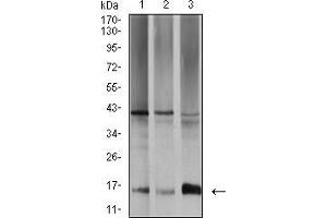 Western blot analysis using SAG2 mouse mAb against SW480 (1), A431 (2), and K562 (3) cell lysate. (Surface Antigen 2B Antikörper  (AA 1-130))