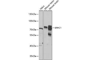 Western blot analysis of extracts of various cell lines, using EFHC1 antibody  at 1:1000 dilution. (EFHC1 Antikörper  (AA 391-640))