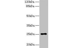 Western blot All lanes: ARPIN antibody at 0. (ARPIN Antikörper  (AA 1-226))