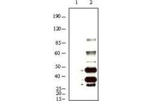 Western blot analysis using KSHV K8α mouse mAb against BCBL-1 (1) and TPA induced BCBL-1 (2) cell lysate. (KSHVK8a Antikörper)