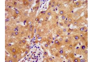 IHC image of ABIN7160878 diluted at 1:500 and staining in paraffin-embedded human liver tissue performed on a Leica BondTM system. (NDUFAF2 Antikörper  (AA 117-169))