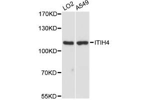 Western blot analysis of extracts of various cell lines, using ITIH4 antibody. (ITIH4 Antikörper)