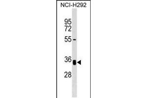 Western blot analysis in NCI-H292 cell line lysates (35ug/lane). (GNPTG Antikörper  (C-Term))