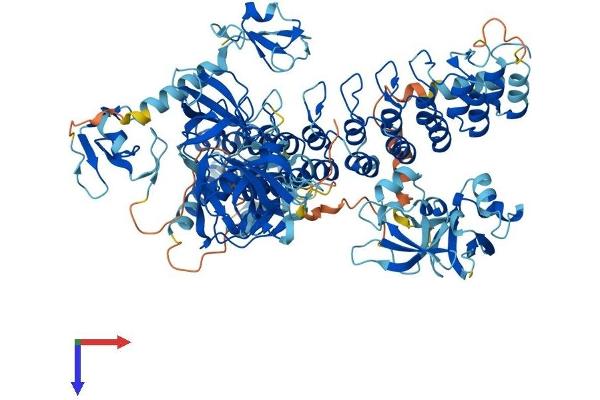 MIB2 Protein (AA 1-973) (His tag)