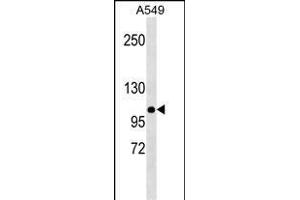 MLH1 Antibody (Center)(Ascites) ABIN1537704 western blot analysis in A549 cell line lysates (35 μg/lane). (MLH1 Antikörper  (AA 458-489))