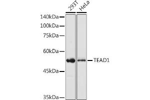 Western blot analysis of extracts of various cell lines, using TE antibody (ABIN6129488, ABIN6148982, ABIN6148984 and ABIN6217332) at 1:1000 dilution. (TEAD1 Antikörper  (AA 135-215))