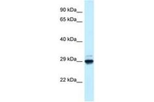 Image no. 1 for anti-MAF1 Homolog (MAF1) (AA 54-103) antibody (ABIN6747668) (MAF1 Antikörper  (AA 54-103))