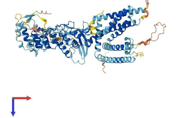 TRPV2 Protein (AA 1-764) (His tag)