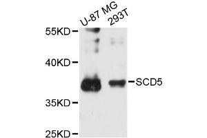 Western blot analysis of extracts of various cell lines, using SCD5 antibody (ABIN6294000) at 1:3000 dilution.