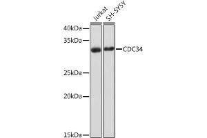 Western blot analysis of extracts of various cell lines, using CDC34 Rabbit mAb (ABIN7266252) at 1:1000 dilution. (CDC34 Antikörper)