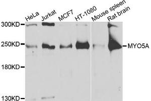 Western blot analysis of extracts of various cells, using MYO5A antibody. (MYO5A Antikörper)