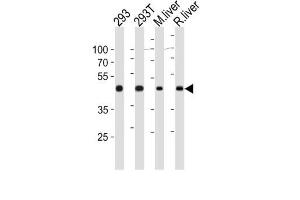 Western Blotting (WB) image for anti-Ornithine Aminotransferase (OAT) antibody (ABIN3003953) (OAT Antikörper)