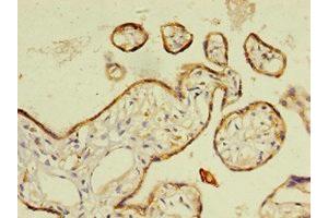 Immunohistochemistry of paraffin-embedded human placenta tissue using ABIN7167807 at dilution of 1:100 (Chemerin Antikörper  (AA 21-157))