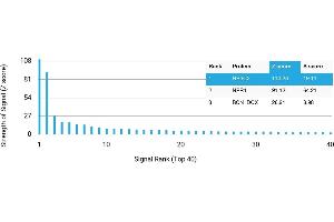 Protein Array (PAr) image for anti-Nuclear Receptor Subfamily 3, Group C, Member 2 (NR3C2) antibody (ABIN7456215)