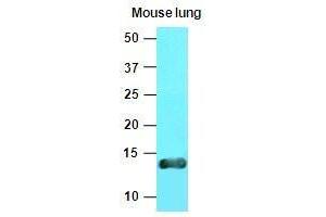 The extracts of mouse lung tissue(40 ug) were resolved by SDS-PAGE, transferred to nitrocellulose membrane and probed with anti-human Cellubrevin (1:1000).