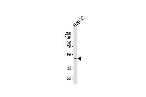 Western blot analysis of lysate from HepG2 cell line, using HHCM Antibody (C-term) (ABIN1537169 and ABIN2850047). (HHCM Antikörper  (C-Term))