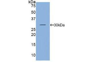 Western blot analysis of recombinant Mouse KLK5. (Kallikrein 5 Antikörper  (AA 25-261))