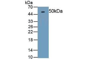 Detection of Recombinant OPG, Rat using Polyclonal Antibody to Osteoprotegerin (OPG) (Osteoprotegerin Antikörper)