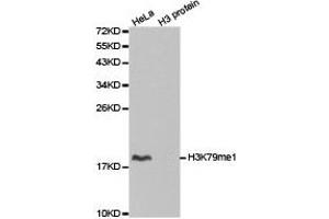 Western blot analysis of extracts of HeLa cell line and H3 protein expressed in E. (Histone 3 Antikörper  (H3K79me))
