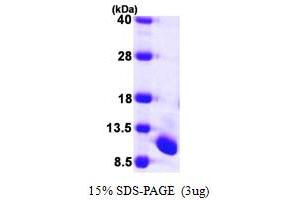 Ubiquitin-Fold Modifier 1 (UFM1) (AA 1-83) protein (His tag)
