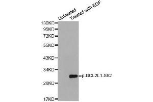 Western blot analysis of extracts from HeLa cells using Phospho-BCL2L1-S62 antibody (ABIN2987905). (BCL2L1 Antikörper  (pSer62))