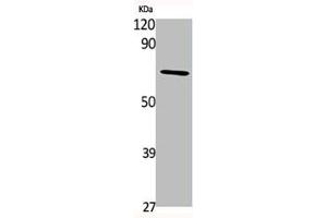 Western Blot analysis of various cells using PAF65α Polyclonal Antibody (TAF6L Antikörper  (N-Term))