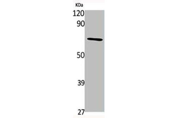 TAF6L Antikörper  (N-Term)