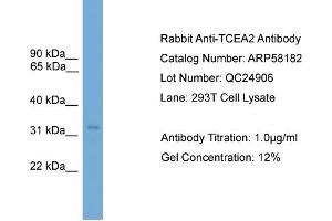 WB Suggested Anti-TCEA2  Antibody Titration: 0. (TCEA2 Antikörper  (N-Term))