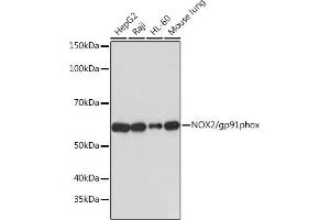 Western blot analysis of extracts of various cell lines, using NOX2/gp91phox antibody (ABIN7266629) at 1:1000 dilution. (CYBB Antikörper)