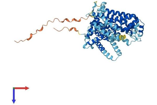 SLC11A1 Protein (AA 1-548) (His tag)