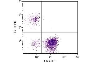 Chicken peripheral blood lymphocytes were stained with Mouse Anti-Chicken Bu-1a-PE. (BU-1A / B6.1 Antikörper  (FITC))