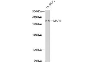 Western blot analysis of extracts of U-87MG cells, using M antibody (ABIN6130539, ABIN6143505, ABIN6143506 and ABIN6221614) at 1:3000 dilution. (MAP4 Antikörper  (AA 942-1152))