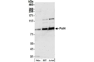Western Blotting (WB) image for anti-Polymerase (DNA Directed), eta (POLH) (AA 690-713) antibody (ABIN7450582)